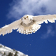Illustration for article titled A snowy owl makes the trip from the Arctic to Hawaii, where it is promptly shot